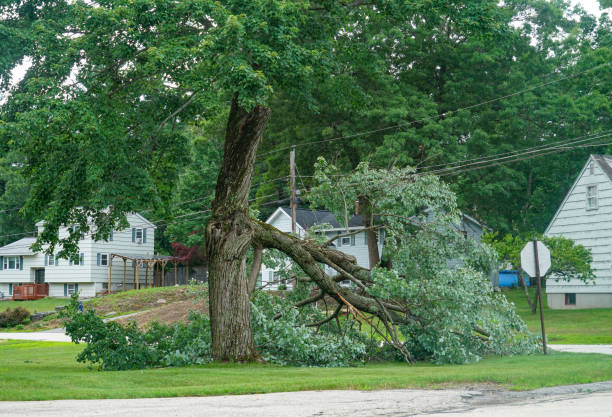 Emergency Storm Tree Removal in Cactus, TX